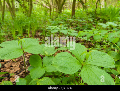 Detail der wahre Liebhaber Knoten (Paris quadrifolia) in einem Laubwald im Frühling Stockfoto