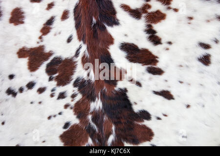 Longhorn white Rindsleder mit schwarzen und braunen Flecken/Fell Hintergrund Stockfoto