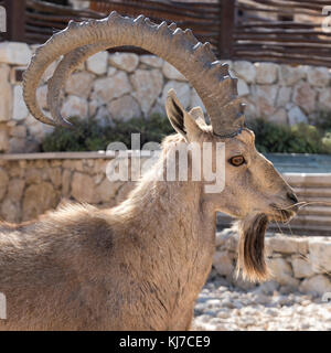 Nahaufnahme des nubischen Steinbocks (Capra nubiana) in der Wüste, Makhtesh Ramon, Negev Wüste, Israel Stockfoto