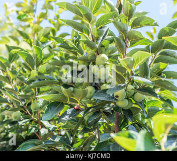 Persimone Früchte unter den grünen Blätter am Baum. Stockfoto