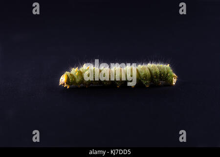 Imperial motte Caterpillar mit geringer Tiefenschärfe/isoliert grüne Raupe auf schwarzem Hintergrund Stockfoto