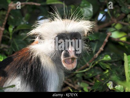 Ein überrascht Sansibar Red Colobus in den Bäumen. Stockfoto