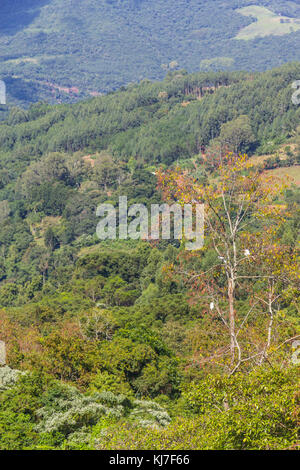 Das Tal und die Berge in Nova Petropolis, Rio Grande do Sul, Brasilien Stockfoto