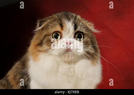 Hauskatze, Scottish Fold Stockfoto