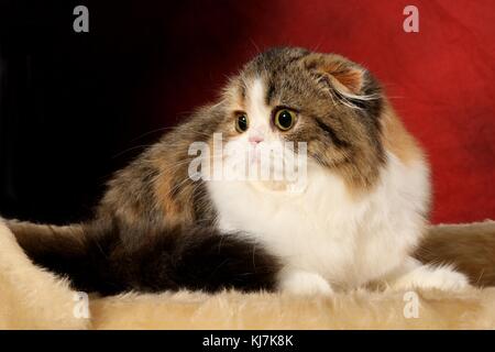 Hauskatze, Scottish Fold Stockfoto