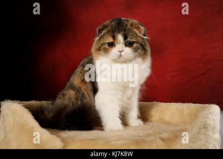 Hauskatze, Scottish Fold, sitzen Stockfoto