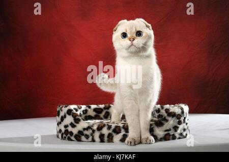 Hauskatze, Scottish Fold, Silber Stockfoto