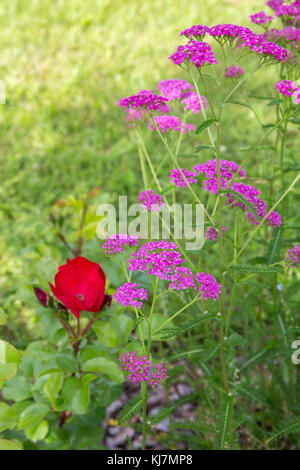 Blumen blühen Schafgarbe Achillea millefolium, allgemein bekannt als Schafgarbe oder Common Yarrow, ist eine blühende Pflanze aus der Familie der Asteraceae. Stockfoto