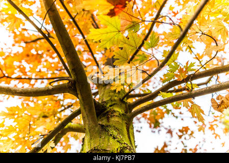 Bunt belaubten Baum im Herbst, London, England, UK. Stockfoto