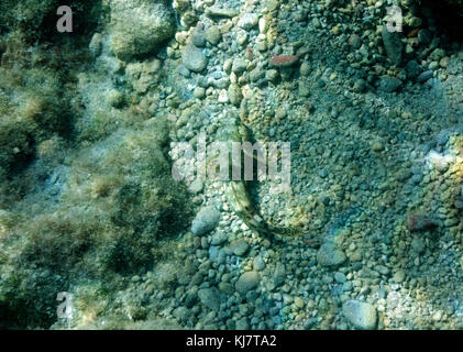 Gestreifte Meerbarbe (Mullus surmuletus), Stegna, Rhodos, Griechenland. Stockfoto