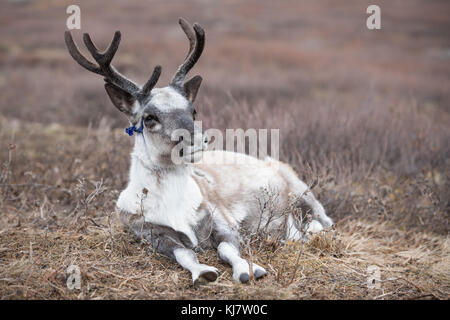 Porträt einer niedlichen Baby Rentier. Khuvsgul, Mongolei. Stockfoto