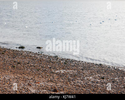 Leeren Strand Wasser meer ozean Horizont Landschaft Möwen in Wasser; West Mersea, Essex, England, Großbritannien Stockfoto