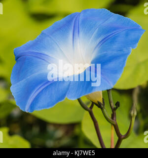 Eine Makroaufnahme eines morning glory blühen. Stockfoto