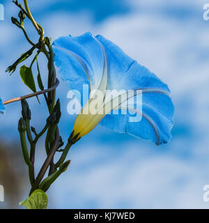 Eine Makroaufnahme eines morning glory Blüte gegen einen bewölkten Himmel. Stockfoto