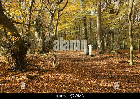 Ein Herbst Landschaft in broxbourne Wald mit Kohle Steuer post, die tief im Wald liegt. Stockfoto