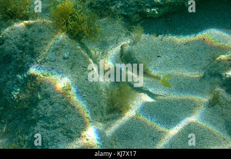 Gestreifte Meerbarbe (Mullus surmuletus), Stegna, Rhodos, Griechenland. Stockfoto