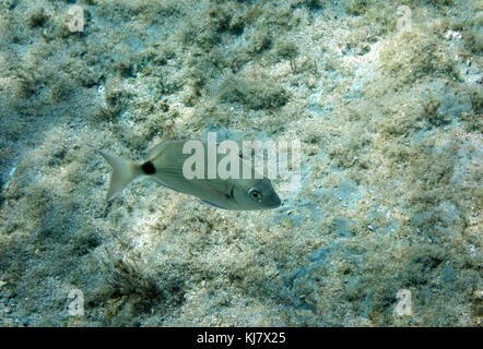 Weiß Goldbrasse (DIPLODUS SARGUS), Rhodos, Griechenland. Stockfoto