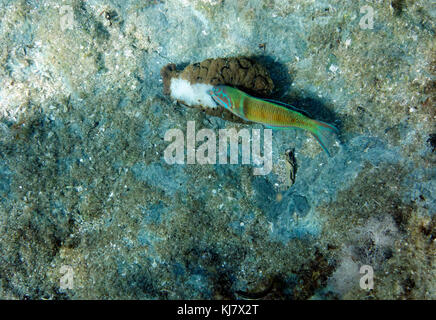 Reich verzierte Lippfische (Thalassoma pavo), Stegna, Rhodos, Griechenland. Stockfoto