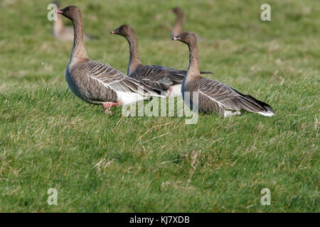 Pin-footed goose Anser brachyrhynchus drei Vögel in Feld lookign Alert standign, Norfolk, Großbritannien Stockfoto