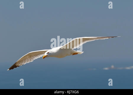 Western yellow-legged gull Larus michahellis nach stehend auf Barsch, Galizien, Spanien Stockfoto