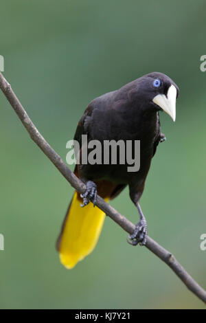 Crested oropendola Psarocolius decumanus Erwachsener in Baum in Trinidad und Tobago gehockt Stockfoto