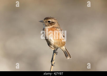 Europäische Schwarzkehlchen (Saxicola rubicola) junge männliche auf dünnen Stick thront, S'Albufera, Mallorca, Spanien Stockfoto