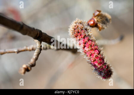 Frühling Blumen auf den Bäumen Stockfoto