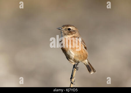 Europäische Schwarzkehlchen (Saxicola rubicola) junge männliche auf dünnen Stick thront, S'Albufera, Mallorca, Spanien Stockfoto