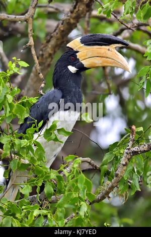 Die malabar pied Hornbill (anthracoceros Coronatus), auch bekannt als weniger pied Hornbill Stockfoto