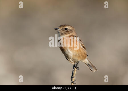 Europäische Schwarzkehlchen (Saxicola rubicola) junge männliche auf dünnen Stick thront, S'Albufera, Mallorca, Spanien Stockfoto