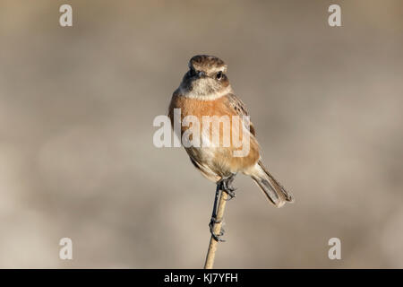 Europäische Schwarzkehlchen (Saxicola rubicola) junge männliche auf dünnen Stick thront, S'Albufera, Mallorca, Spanien Stockfoto