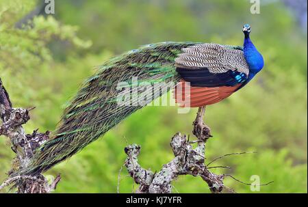 Pfau auf dem Baum. Portrait von wunderschönen Peacock mit Federn heraus. Die indischen Pfauen oder Blauer Pfau (Pavo cristatus) Stockfoto