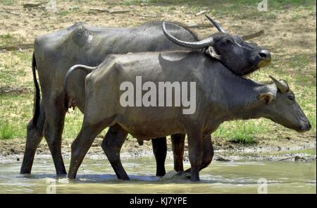 Erfrischung von Wasserbüffel. Weibliche und Kalb der Wasserbüffel baden in den Teich in Sri Lanka der Sri Lanka Wilde Wasserbüffel (Bubalus arnee mi Stockfoto