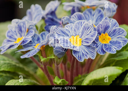 PRIMULA ACAULIS ZEBRA BLAU Stockfoto