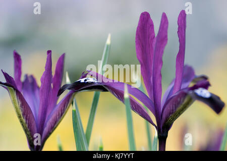 IRIS RETICULATA PAULINE Stockfoto