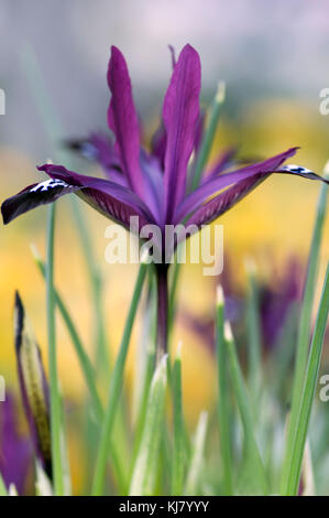 IRIS RETICULATA PAULINE Stockfoto