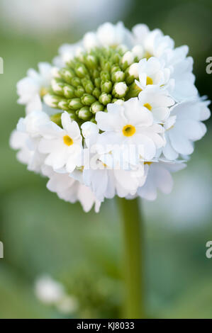 Close up Portrait von Primula denticulata Konfetti Weiß Stockfoto