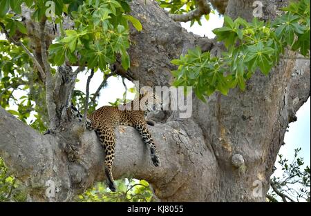Leopard auf einem Baum. Die sri-lankische Leopard (panthera Pardus kotiya) Stockfoto
