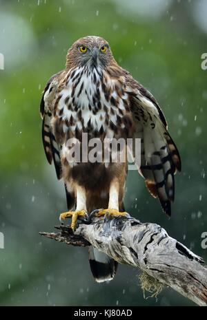 Predator Vogel auf dem Baum. Die wechselbaren Hawk - Adler oder Crested hawk - Adler (nisaetus cirrhatus) Stockfoto