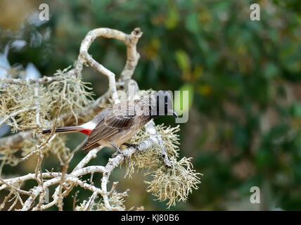 Der red-vented bulbul (pycnonotus cafer) ist Mitglied des bulbul Familie der Sperlingsvögel. Stockfoto