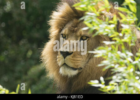 'MILO'. Barbary Lion am Port Lympne. Die Lions sind in der Wildnis ausgestorben Stockfoto