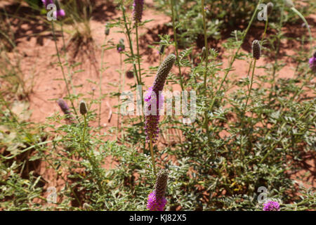 Purple-Gespan-Kleeblatt entlang des Timber Creek Overlook Trail Auf der nordwestlichen Seite des Zion National Park Stockfoto