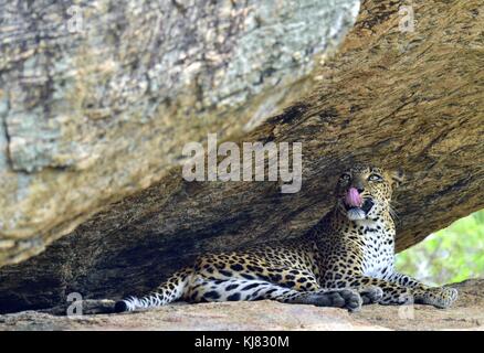 Ein Portrait eines Leopard liegend in einem Felsen, während das Lecken der Lippen. das Weibchen von Sri Lanka Leopard (panthera Pardus kotiya). Sri Lanka Yala National p Stockfoto