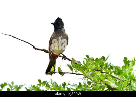 Vogel auf dem Ast eines Baumes. auf weißem Hintergrund. Die Red-vented bulbul (pycnonotus cafer) ist Mitglied des bulbul Familie der Sperlingsvögel. sri Stockfoto