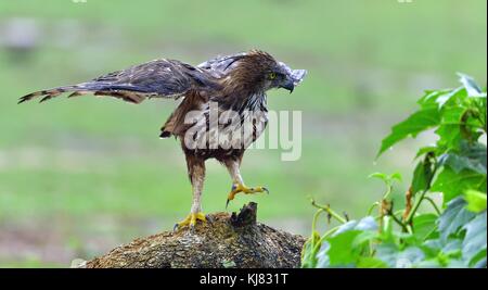 Predator Vogel auf dem Baum. Die wechselbaren Hawk - Adler oder Crested hawk - Adler (Nisaetus cirrhatus). Yala National Park. Sri Lanka Stockfoto