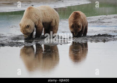 Momma und cub Bären graben für Muscheln bei Ebbe in hallo Bay, Katmai National Park, Alaska Stockfoto