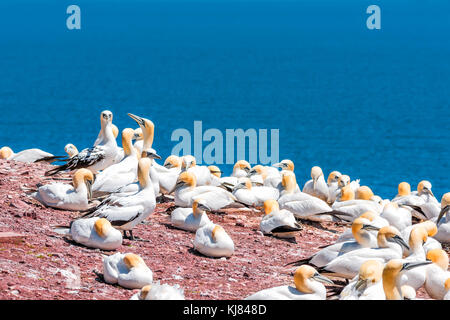 Blick auf viele weiße Vögel Gannet colony Nesting auf einer Klippe auf der Insel Bonaventure in Perce, Quebec, Kanada durch Gaspesie, Gaspe Region mit jungen spotte Stockfoto