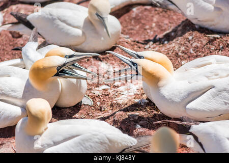 Zwei Paar Paar von vier weißen Gannett vogel Nachbarn closeup mit Schnäbeln, Rechnungen offen argumentiert Kämpfen schreien auf die Insel Bonaventure Klippe in Perce, Qu Stockfoto