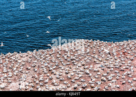 Übersehen, Blick auf die weissen Vogel Gannet colony Nesting auf einer Klippe auf der Insel Bonaventure in Perce, Quebec, Kanada durch Gaspesie, Gaspe region Stockfoto