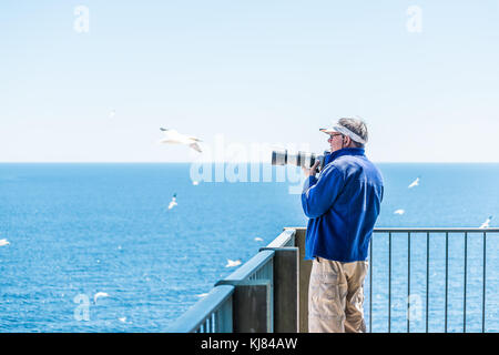 Perce, Kanada - Juni 6, 2017: Fotograf Mann die Bilder von Vögel Gannet colony Nesting auf einer Klippe auf der Insel Bonaventure in Quebec, Kanada von Keuchen Stockfoto